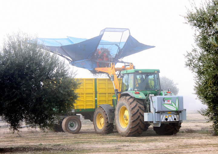 Olives unload in the trailer