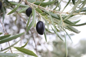 Picadura de aceituna, variedad Cornicabra